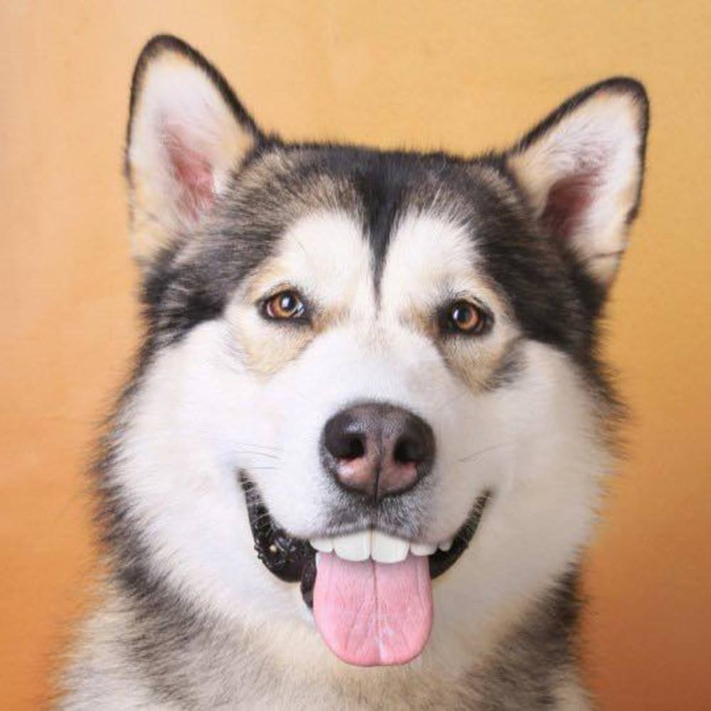 Meet your Posher, Darlene